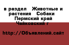  в раздел : Животные и растения » Собаки . Пермский край,Чайковский г.